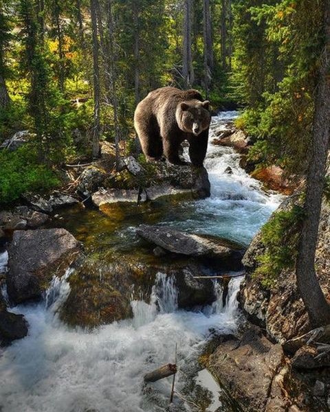 Картина по номерам 40*50 VA-0352 Медведь у реки