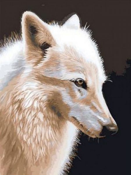 Картина по номерам 40*50 GX21300 Белая волчица